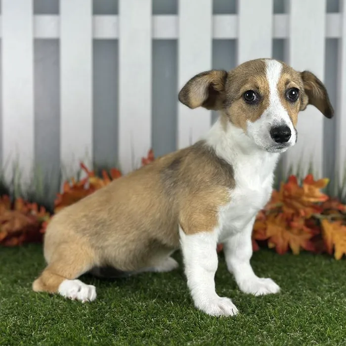 Female Pembroke Welsh Corgi Puppy for Sale in Indianapolis, IN