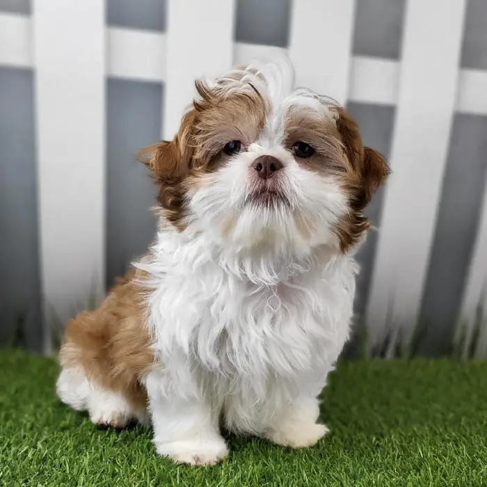 Male Shih Tzu Puppy for Sale in Schererville, IN