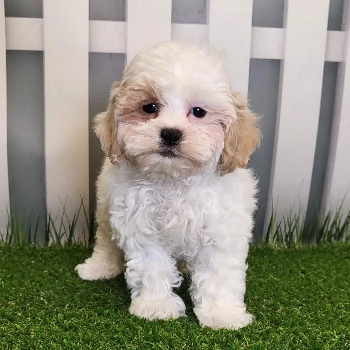 Male ShihPoo Puppy for Sale in Schererville, IN