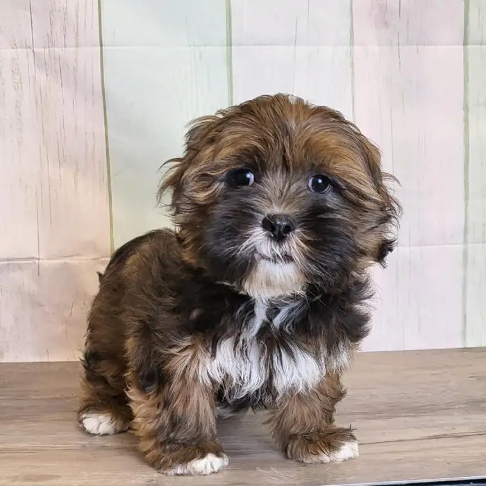 Male Lhasa Apso Puppy for Sale in Schererville, IN