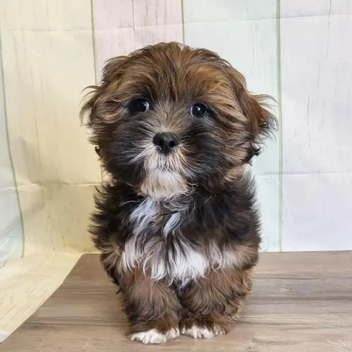 Male Lhasa Apso Puppy for Sale in Schererville, IN