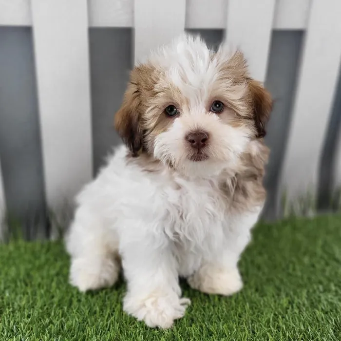 Female Havanese Puppy for Sale in Schererville, IN