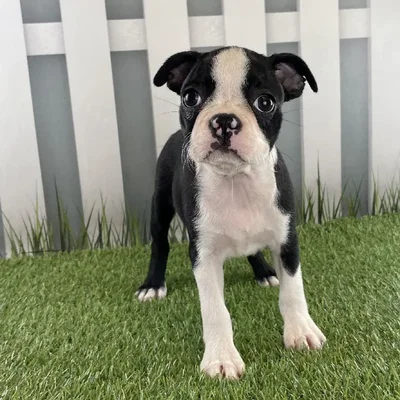 Female Boston Terrier Puppy for Sale in Schererville, IN