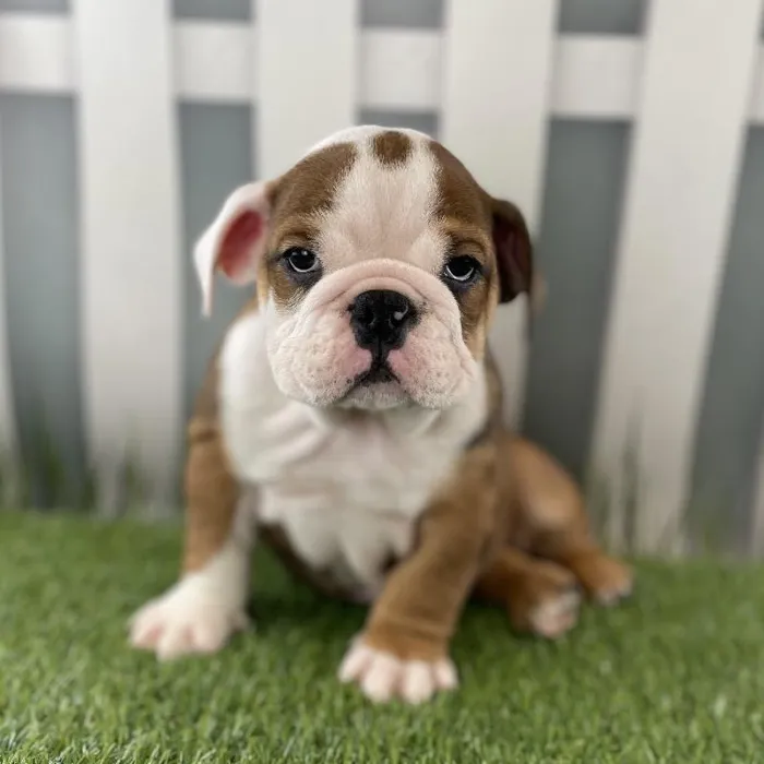 Male Victorian Bulldog Puppy for Sale in Schererville, IN