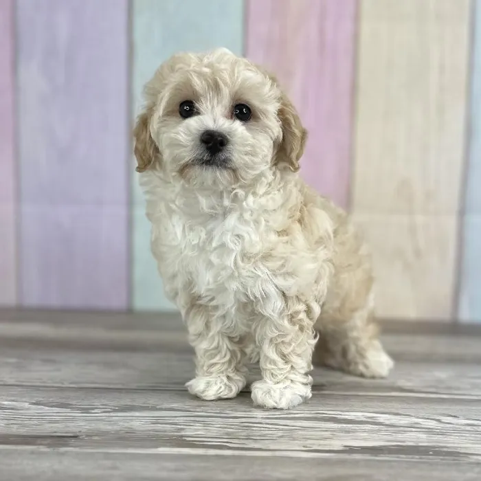 Male Coton-Poo Puppy for Sale in Schererville, IN