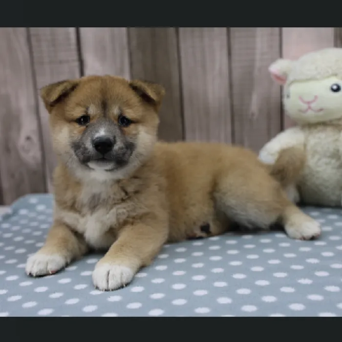 Female Shiba Inu Puppy for Sale in Schererville, IN