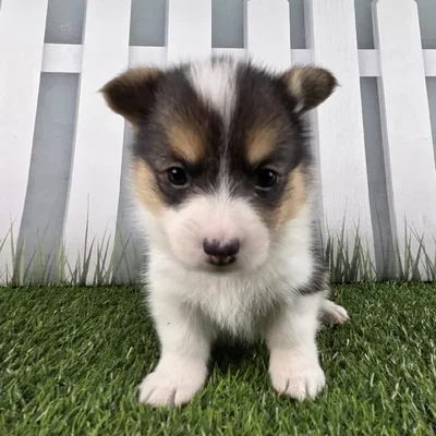 Female Pembroke Welsh Corgi Puppy for Sale in Schererville, IN