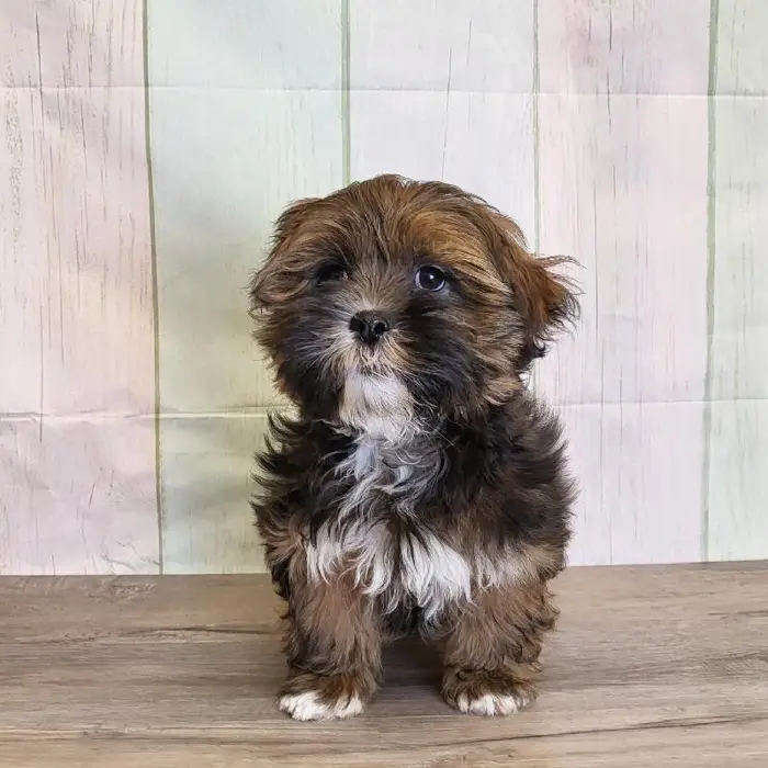 Male Lhasa Apso Puppy for Sale in Schererville, IN