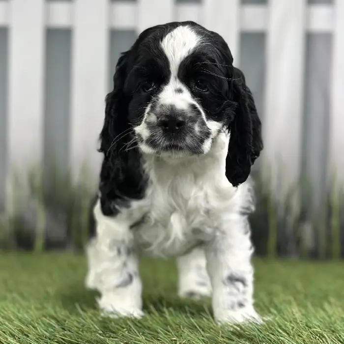 Female Cocker Spaniel Puppy for Sale in Indianapolis, IN