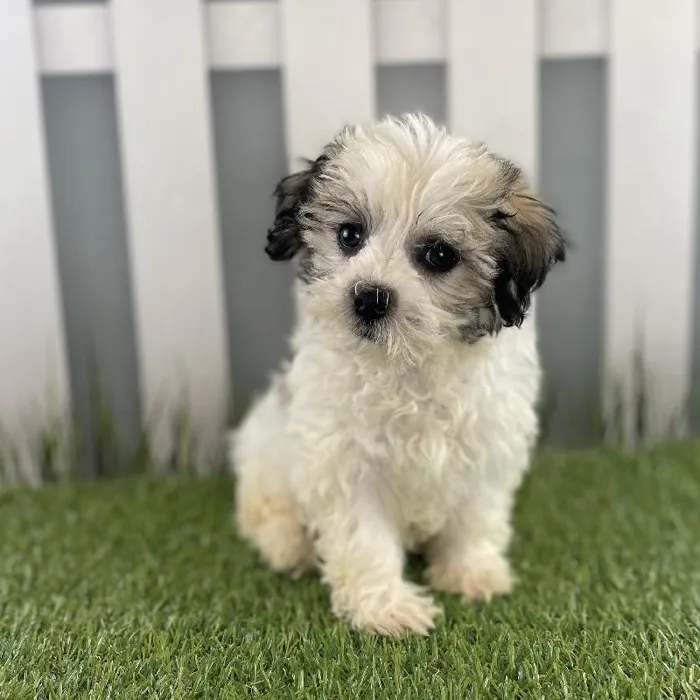 Female Havanese Puppy for Sale in Schererville, IN
