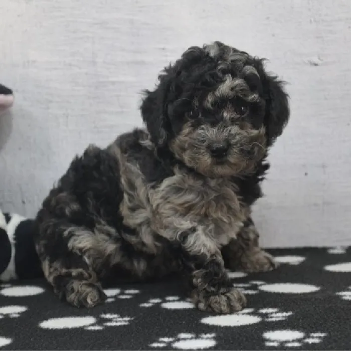 Female Toy Poodle Puppy for Sale in Schererville, IN