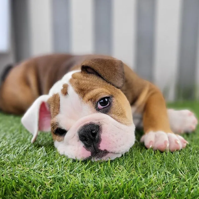 Male Victorian Bulldog Puppy for Sale in Schererville, IN