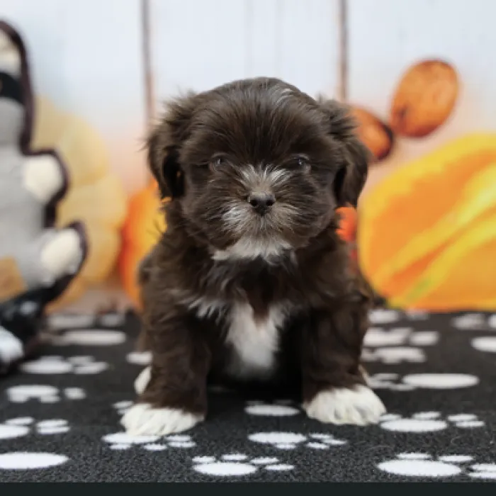 Female Lhasa Apso Puppy for Sale in Schererville, IN