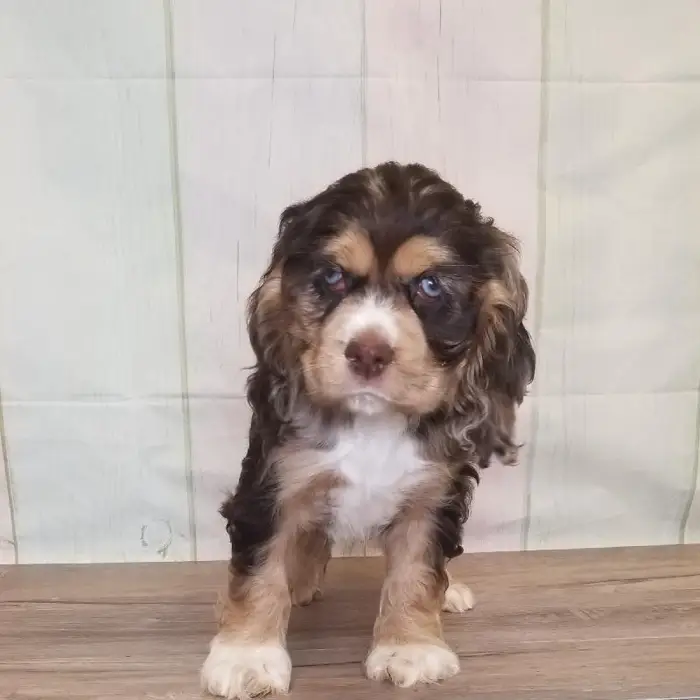 Female Cocker Spaniel Puppy for Sale in Schererville, IN