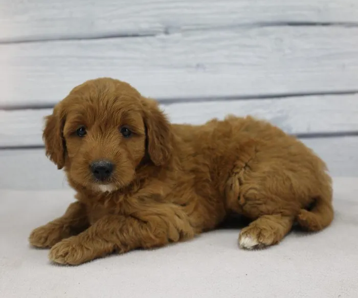 Female Medium Goldendoodle Puppy for Sale in Schererville, IN