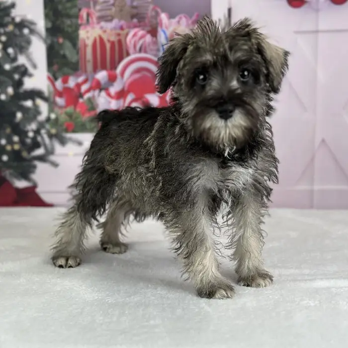 Female Miniature Schnauzer Puppy for Sale in Schererville, IN