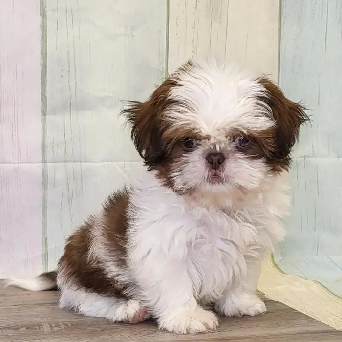 Male Shih Tzu Puppy for Sale in Schererville, IN