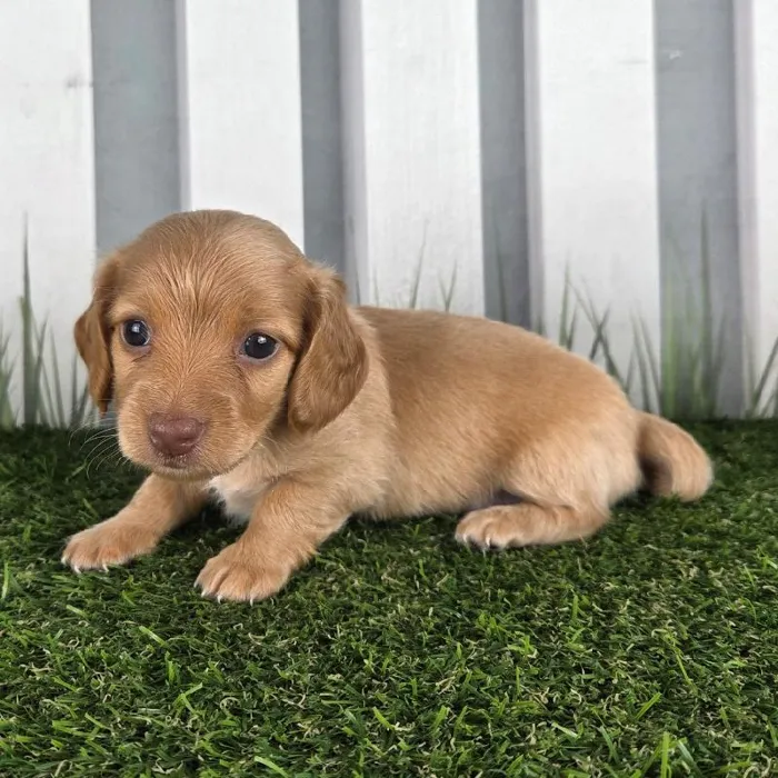 Female Miniature Dachshund Puppy for Sale in Schererville, IN