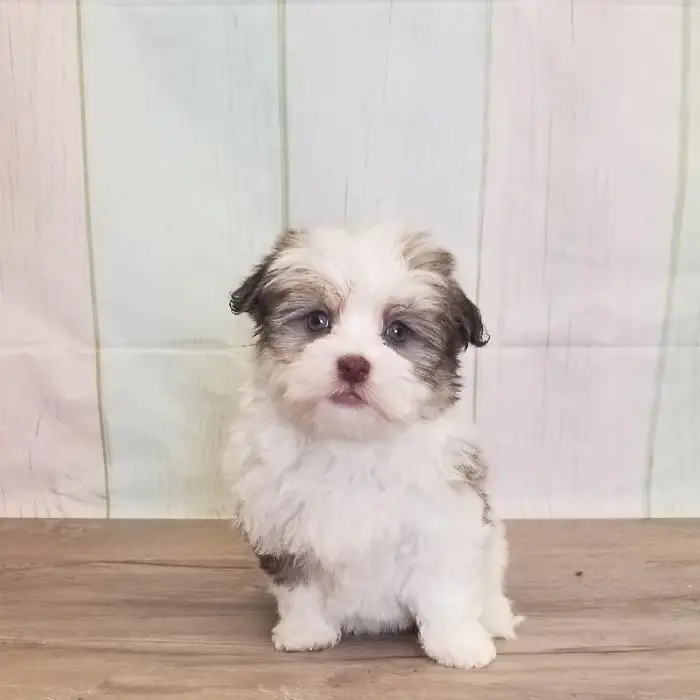Female Havanese Puppy for Sale in Schererville, IN