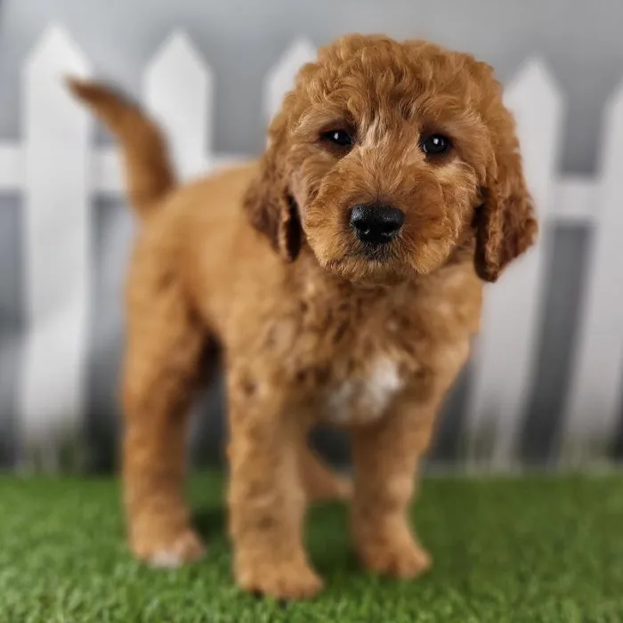 Male Medium Goldendoodle Puppy for Sale in Schererville, IN