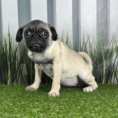 Female Pug Puppy for Sale in Schererville, IN