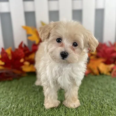 Female Maltipoo Puppy for Sale in Schererville, IN