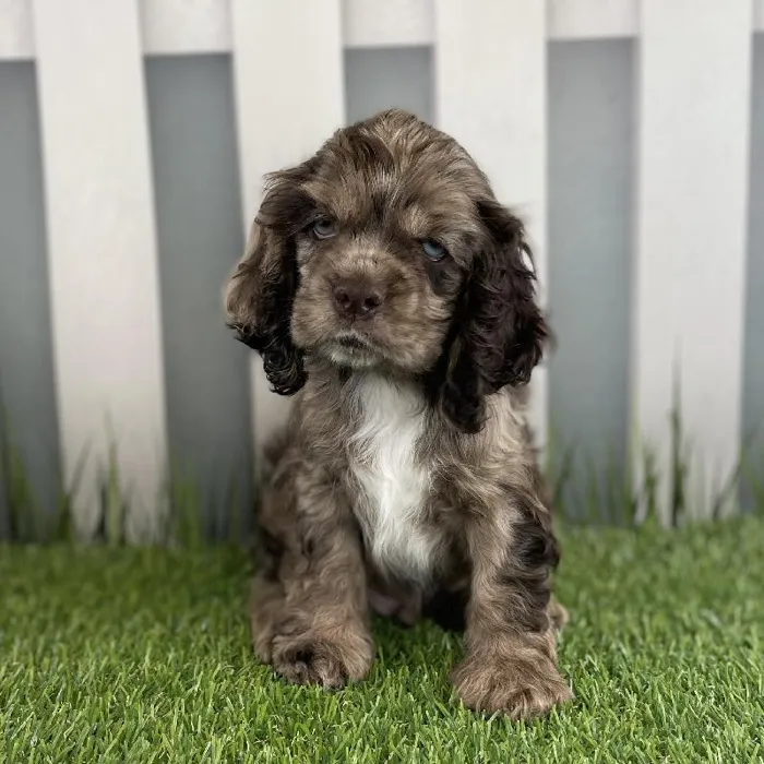 Male Cocker Spaniel Puppy for Sale in Schererville, IN