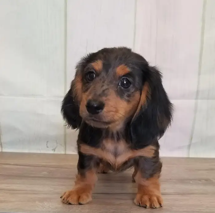 Female Miniature Dachshund Puppy for Sale in Schererville, IN