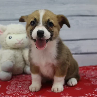 Male Pembroke Welsh Corgi Puppy for Sale in Schererville, IN