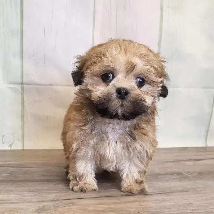 Male LhasaChon Puppy for Sale in Schererville, IN