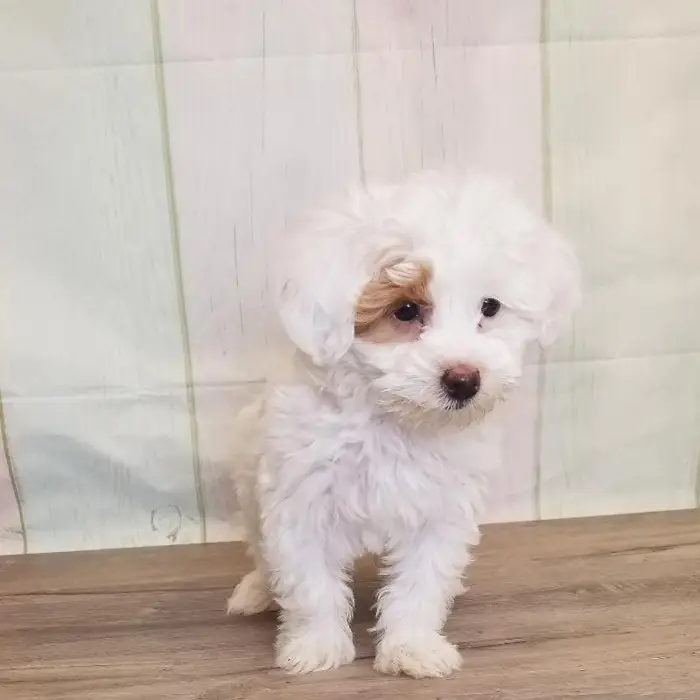 Female Toy Goldendoodle Puppy for Sale in Schererville, IN