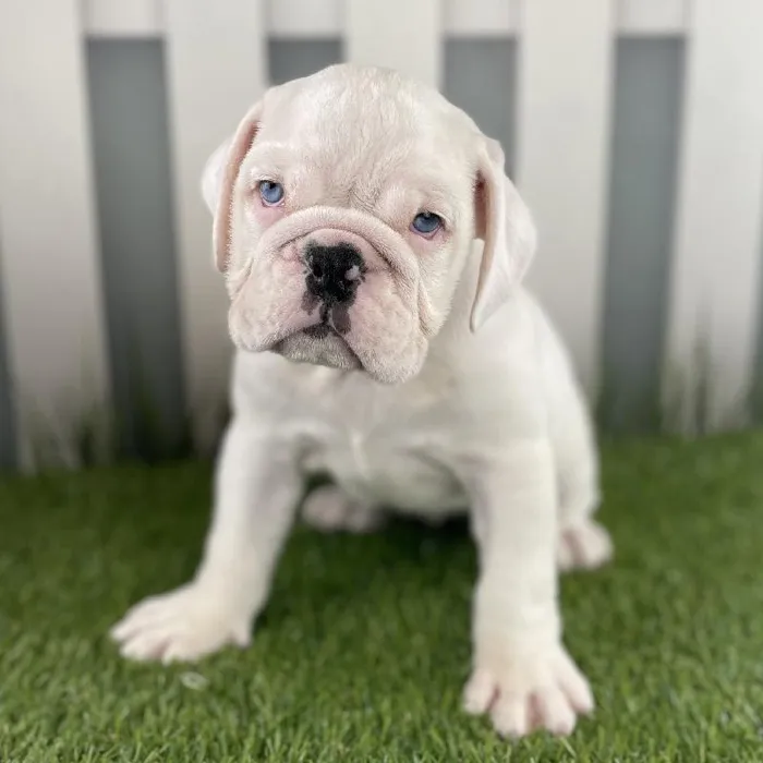 Female Victorian Bulldog Puppy for Sale in Schererville, IN