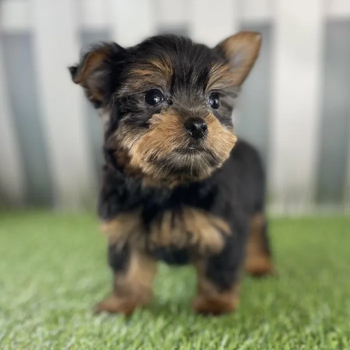 Male Yorkshire Terrier Puppy for Sale in Schererville, IN