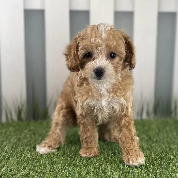 Female Toy Poodle Puppy for Sale in Schererville, IN