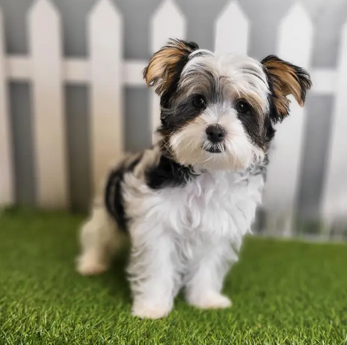 Male Morkie Puppy for Sale in Schererville, IN