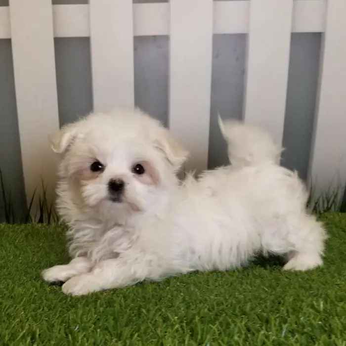 Female Maltese Puppy for Sale in Schererville, IN