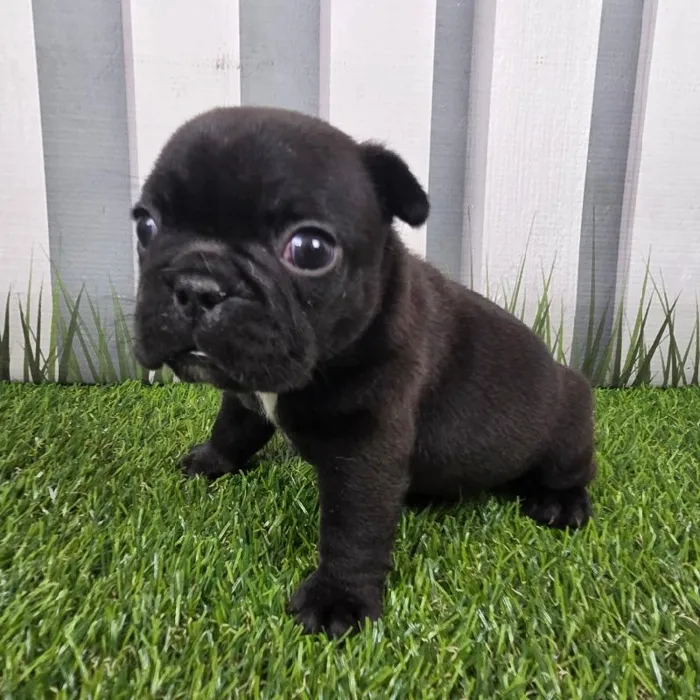Male French Bulldog Puppy for Sale in Schererville, IN