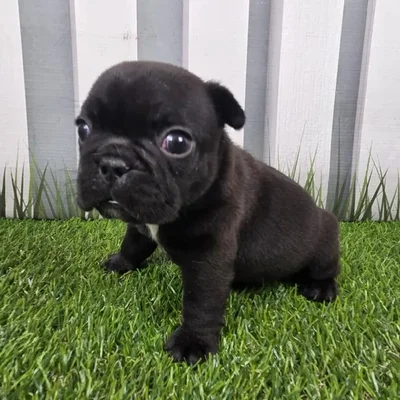 Male French Bulldog Puppy for Sale in Schererville, IN