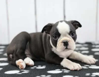 Female Boston Terrier Puppy for Sale in Indianapolis, IN