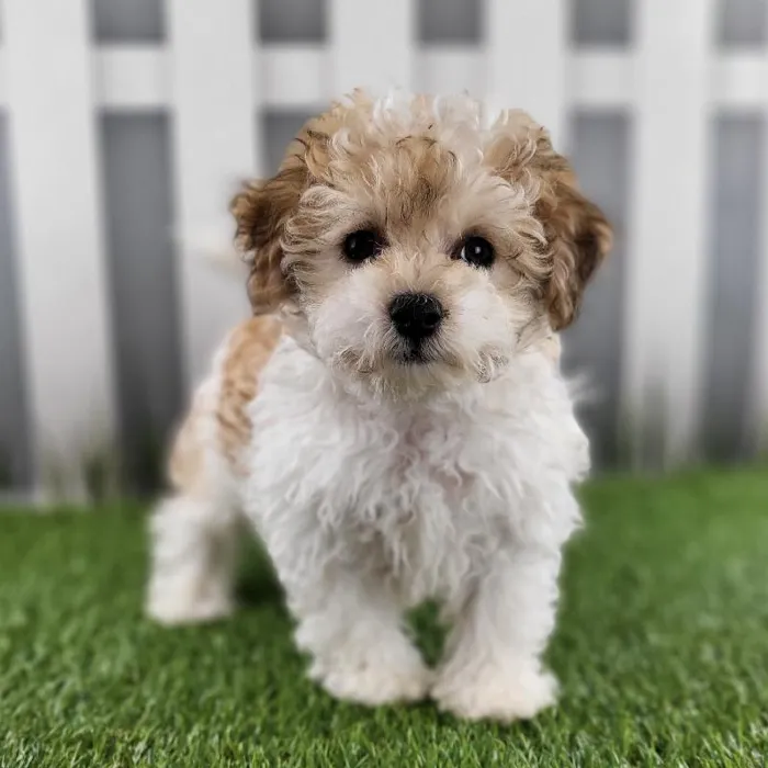 Female Coton-Poo Puppy for Sale in Schererville, IN