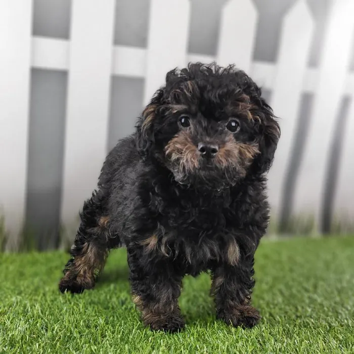 Female ShihPoo Puppy for Sale in Indianapolis, IN