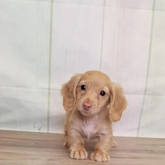 Female Miniature Dachshund Puppy for Sale in Schererville, IN