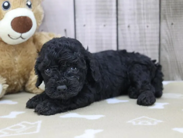 Female Cavapoo Puppy for Sale in Schererville, IN