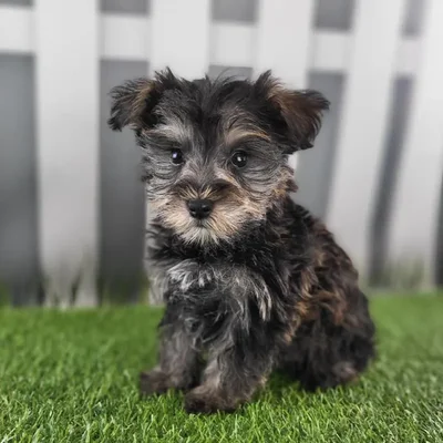 Male Schnorkie Puppy for Sale in Schererville, IN