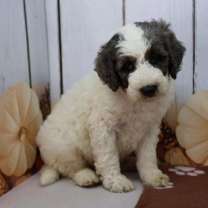 Male Miniature Bernedoodle Puppy for Sale in Indianapolis, IN
