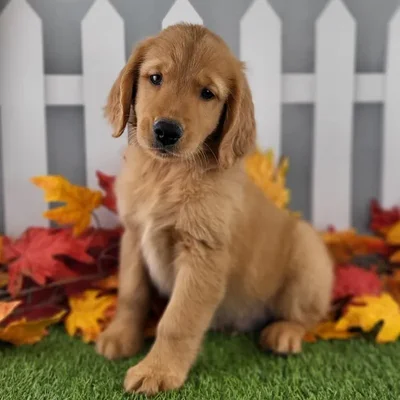 Male Golden Retriever Puppy for Sale in Schererville, IN