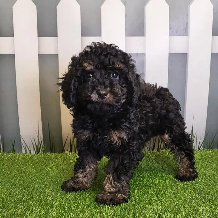 Male Cavapoo Puppy for Sale in Schererville, IN