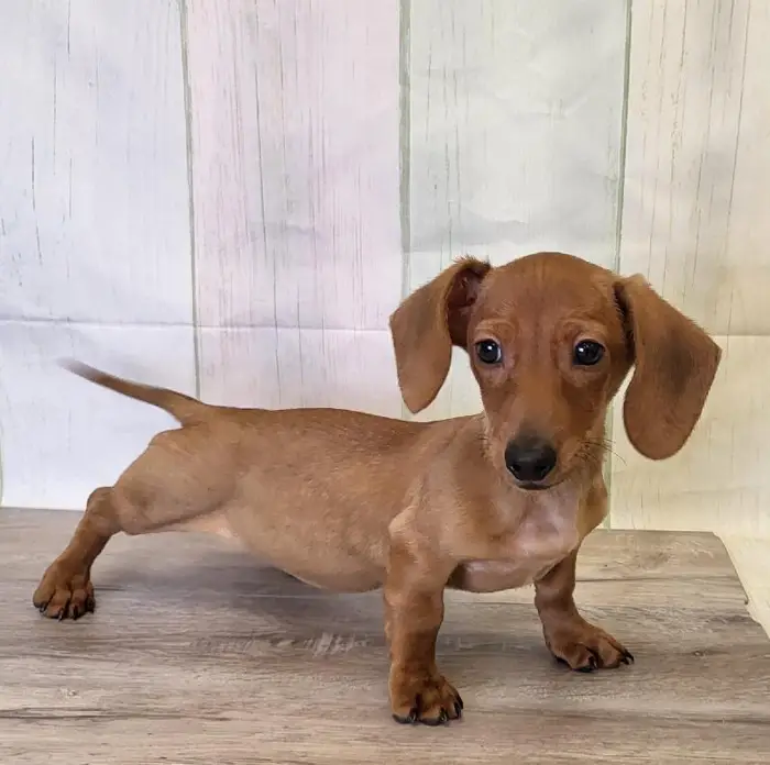 Female Miniature Dachshund Puppy for Sale in Schererville, IN