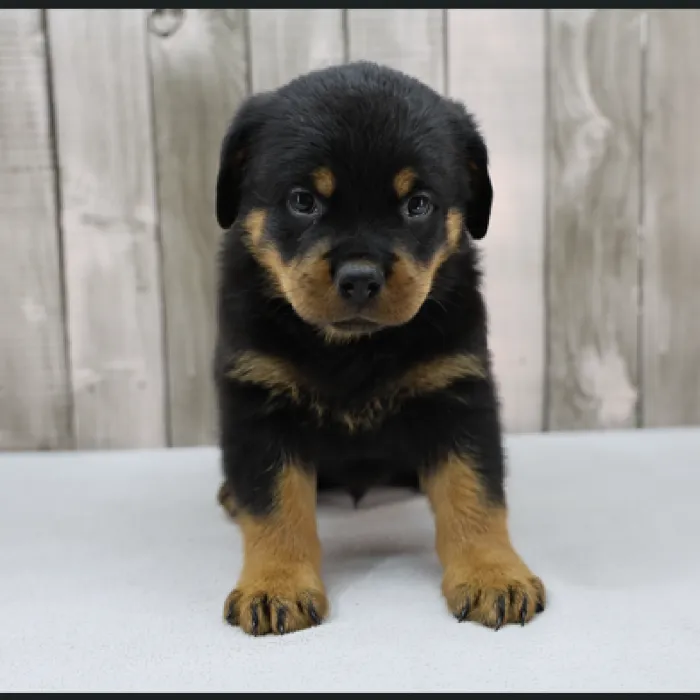 Male Rottweiler Puppy for Sale in Schererville, IN