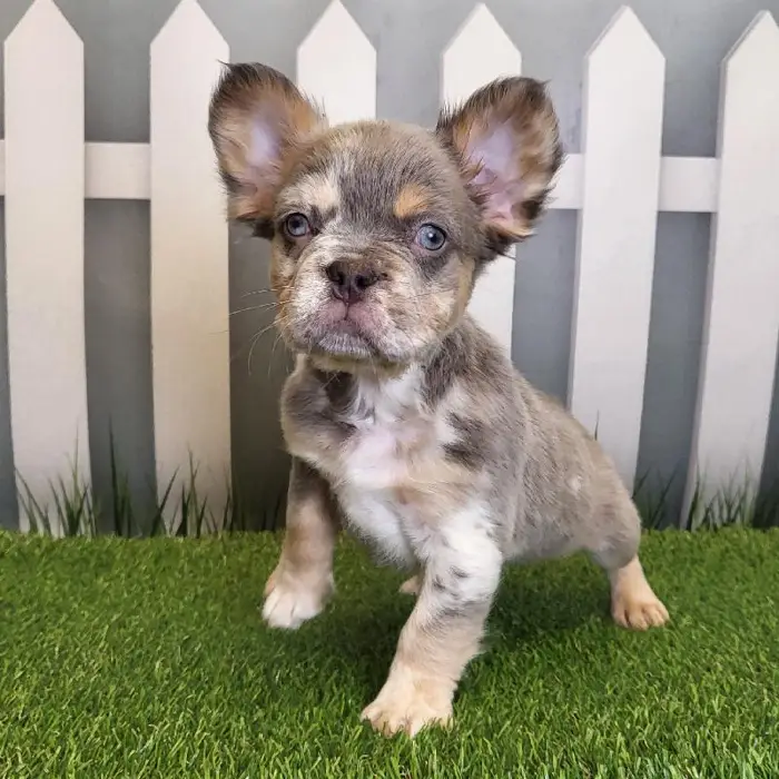 Male French Bulldog Puppy for Sale in Schererville, IN
